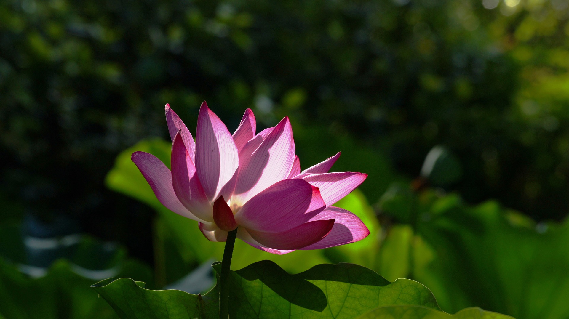 Lotus